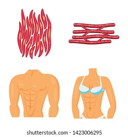 Vector design of muscle and cells logo. Set of muscle and anatomy stock symbol for web.