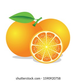 Vector design oranges and shadow on white background