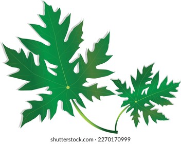 Vector design of Papaya leaves on white background