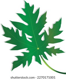 Vector design of Papaya leaves on white background
