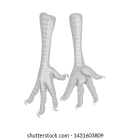 Vector design of paws and chicken sign. Set of paws and leg vector icon for stock.