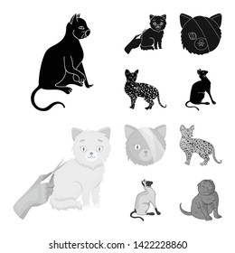 Vector design of pet and sphynx icon. Collection of pet and fun stock symbol for web.