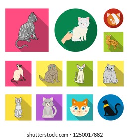 Vector design of pet and sphynx sign. Collection of pet and fun vector icon for stock.