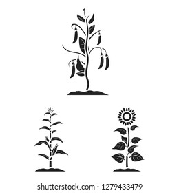 Vector design of plant and bean icon. Collection of plant and process stock symbol for web.