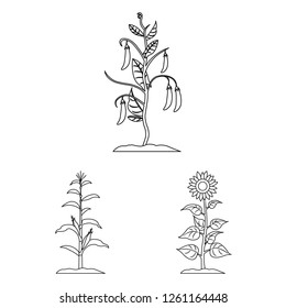 Vector design of plant and bean logo. Set of plant and process vector icon for stock.