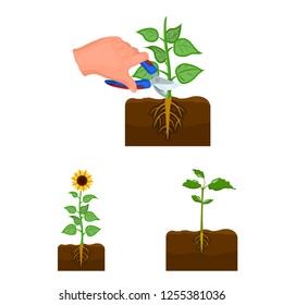 Vector design of plant and bean sign. Set of plant and process stock vector illustration.