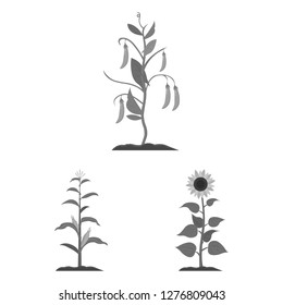 Vector design of plant and bean sign. Set of plant and process stock vector illustration.