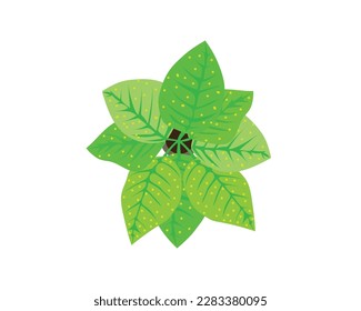 diseño vectorial de una planta maceta vista desde una vista superior que consiste en hojas verde oscuro y verde claro y pequeñas manchas redondas amarillas