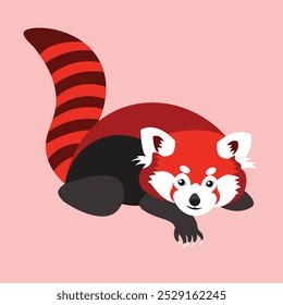 vector design of red panda in relaxing mode with cute claws