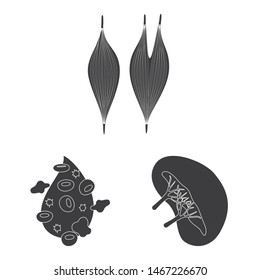 Vector design of research and laboratory icon. Set of research and organ stock symbol for web.