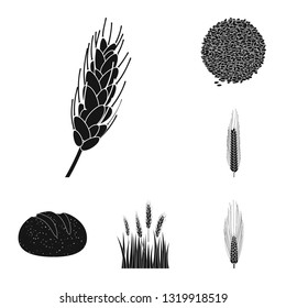 Vector design of rye and plant  icon. Set of rye and corn stock vector illustration.