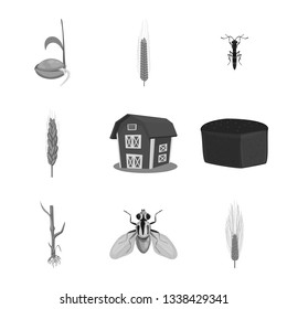 Vector design of rye and plant  icon. Set of rye and corn stock symbol for web.