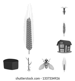 Vector design of rye and plant  logo. Set of rye and corn stock symbol for web.