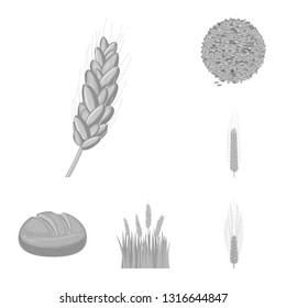 Vector design of rye and plant  sign. Collection of rye and corn stock vector illustration.