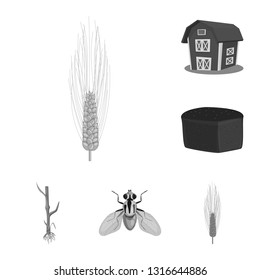 Vector design of rye and plant  sign. Set of rye and corn stock symbol for web.