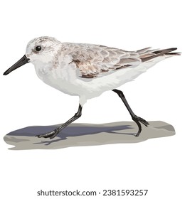 Vector design of Sanderling running on the beach