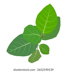 Vector design of six leaves on a plant shoot.