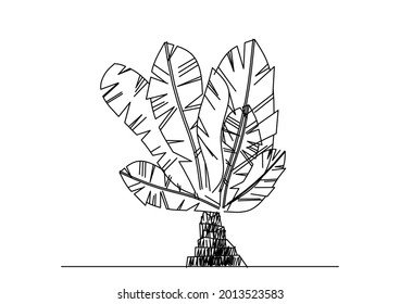 Vector design sketch of a fan banana tree