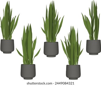 Diseño de Vector boceto ilustración de hermosas plantas ornamentales en macetas para decoración del hogar