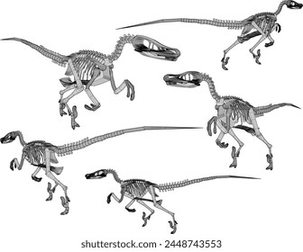 Vektorgrafik Design Skizze Illustration von karnivoren Velociraptor Dinosaurier Schädel Skelett