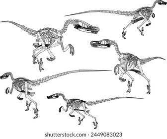 Vektorgrafik Design Skizze Illustration von karnivoren Velociraptor Dinosaurier Schädel Skelett