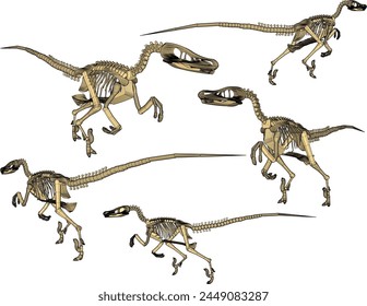 vector design sketch illustration of carnivorous velociraptor dinosaur skull skeleton