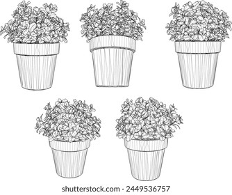 vector design sketch illustration of an ornamental plant with small leaves in a pot for home interior decoration