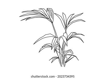 Vector design sketch of a tree having long leaves