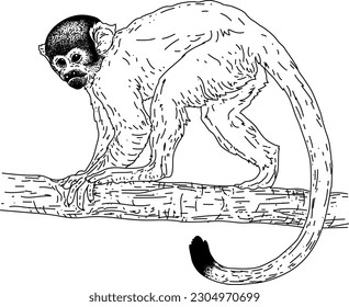 Vector design of squirrel-monkey in line art style flat art