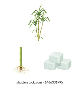Vector design of sugarcane and cane sign. Set of sugarcane and field stock symbol for web.