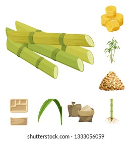 Vector design of sugarcane and cane symbol. Collection of sugarcane and field stock vector illustration.