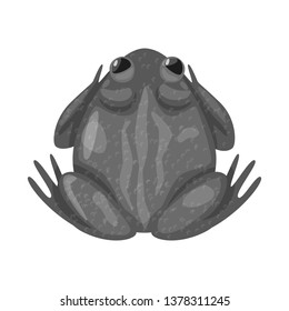 Vector design of toad and biology sign. Set of toad and tropical vector icon for stock.