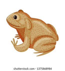 Vector design of toad and tropical sign. Collection of toad and ecology stock symbol for web.