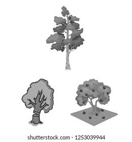 Vector design of tree  and forest sign. Collection of tree  and green vector icon for stock.