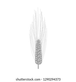 Vector design of wheat and corn symbol. Collection of wheat and harvest stock symbol for web.