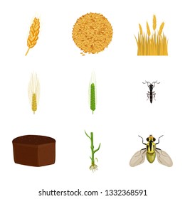 Vector design of wheat and corn symbol. Collection of wheat and harvest vector icon for stock.