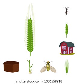 Vector design of wheat and corn symbol. Collection of wheat and harvest vector icon for stock.