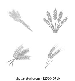 Vector design of wheat and stalk symbol. Set of wheat and grain vector icon for stock.