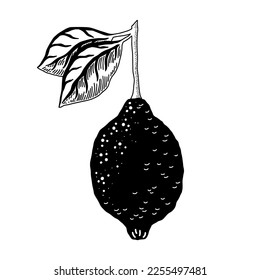 Vector design of whole lemon with leaves