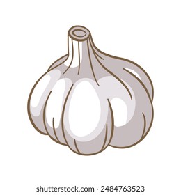Vector Design of Whole Raw White Garlic Spice Food Vegetable