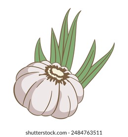 Vector Design of Whole White Garlic Spice Food Vegetable with Green Leaves