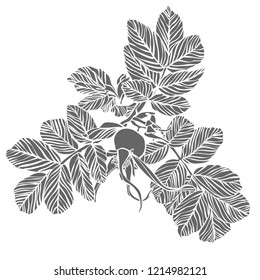 Vector design wild berries rose. Elements isolated on white background. In black and white style. Can be used for printing on paper, stickers, badges, bijouterie, tattoo.