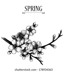 Vector design for your card or invitation with hand drawn blooming  fruit tree twig illustration. Isolated on white.