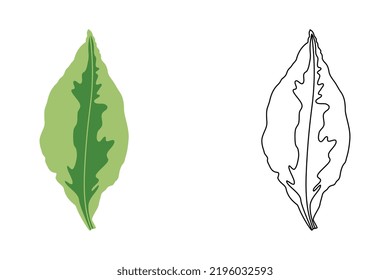 Vector design of zig zag plant leaves. Redbird flower leaves in black and white style. Pedilanthus leaf isolated on a white background