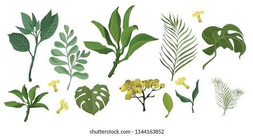 Vector designer elements set collection of green forest fern, tropical green eucalyptus greenery art foliage natural leaves herbs in watercolor style. Decorative beauty elegant illustration for design