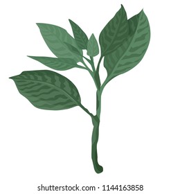 Vector designer elements set collection of green forest fern, tropical green eucalyptus greenery art foliage natural leaves herbs in watercolor style. Decorative beauty elegant illustration for design