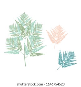 Vector designer elements set collection of green forest fern. Decorative beauty elegant illustration for design.