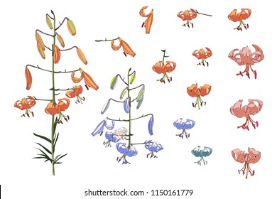 Vector designer elements set collection of spring autumn exotic lilies flowers. Decorative beauty elegant illustration for design.