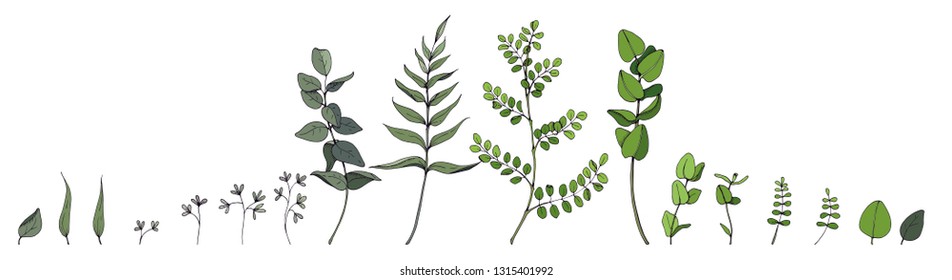 Vector designer elements set collection of grassy forest fern, tropical green eucalyptus greenery art foliage natural leaves herbs in watercolor style. Decorative beauty elegant illustration for desig