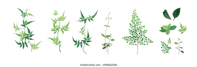 Vector designer elements set, collection. Green forest fern, tropical green smilax foliage, jasmine vine greenery, herbs. Beautiful watercolor style editable art illustration for wedding invite design